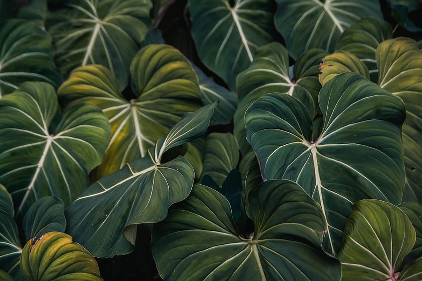 植物、緑の葉、静脈、クローズアップ 高画質の壁紙