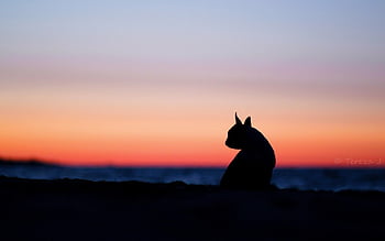Page 2 | silhouette of dog HD wallpapers | Pxfuel