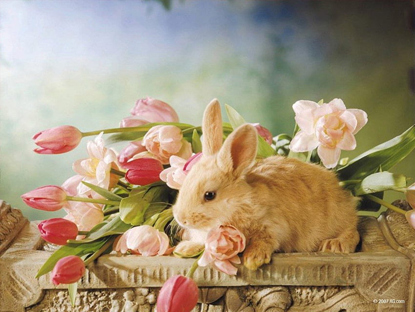 Bunny in a Basket, conejito, animales fondo de pantalla