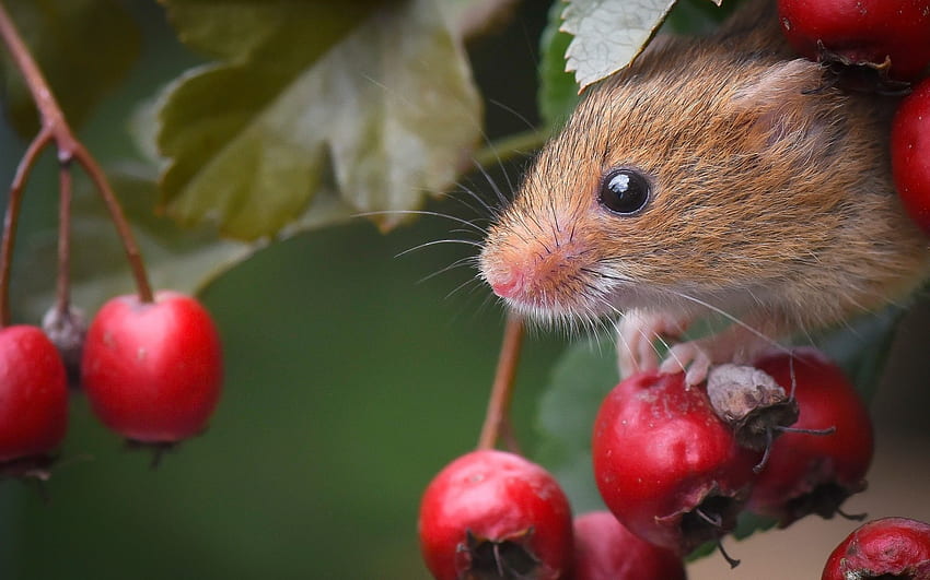 Mouse, animal, cute, berry, green, red, soricel, fruit, rodent, harvest mouse HD wallpaper