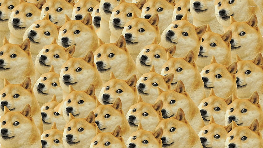 Doge Meme HD wallpaper