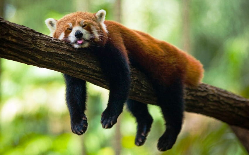 Red Panda Sleep, Sleeping Panda HD wallpaper