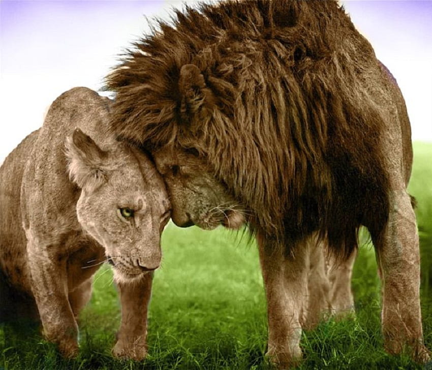 Endless love, emotional, influential, love, partners, lion, lioness HD wallpaper