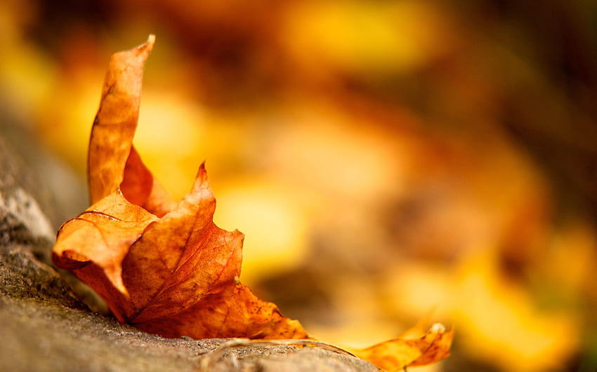 Herbst, Blätter, Makro, trocken, gefallen HD-Hintergrundbild