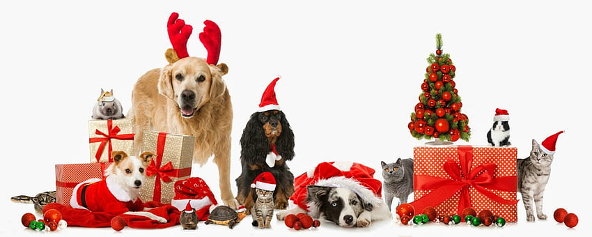Merry Christmas!, pies, zwierzę, biały, craciun, ładny, deco, kot, drzewo, pisica, boże narodzenie, czerwony, zabawny, zwierzę domowe, karta, caine Tapeta HD