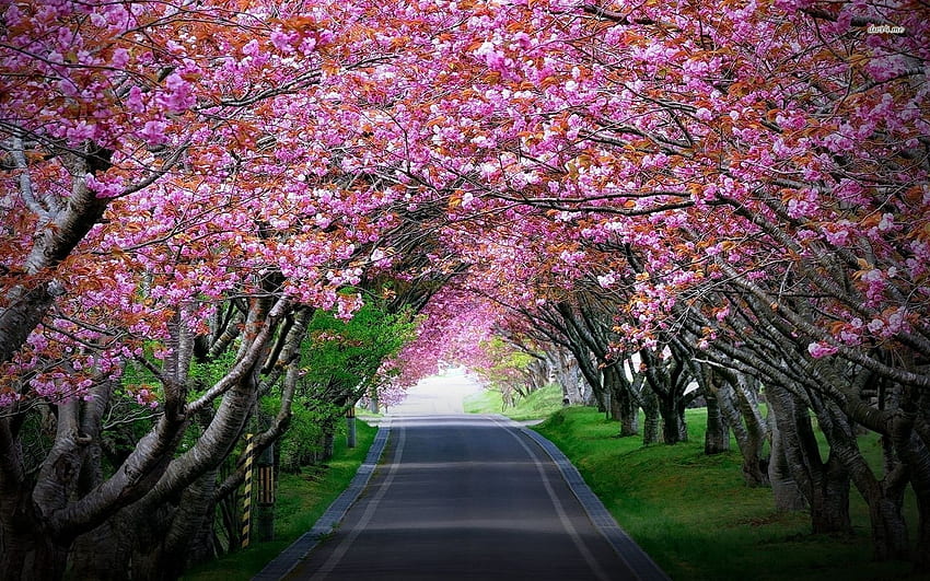 Cherry Blossom Tree, Apple Blossom Tree HD wallpaper