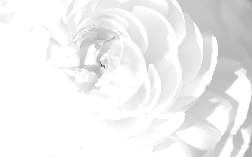 Флорална бяла роза PPT фон за вашия PowerPoint, Cool White Rose HD тапет