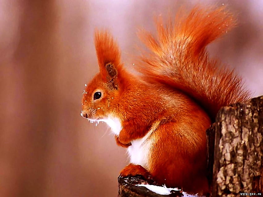 Esquilo, Esquilo Vermelho Eurasiano, Animais . s papel de parede HD