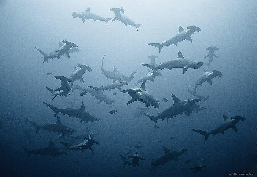 Requins marteaux, Esthétique de requin Fond d'écran HD