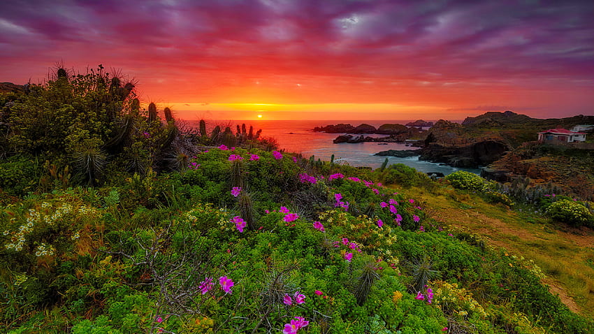 Ocean sunset, sea, summer, wildflowers, Pacific ocean, beautiful ...