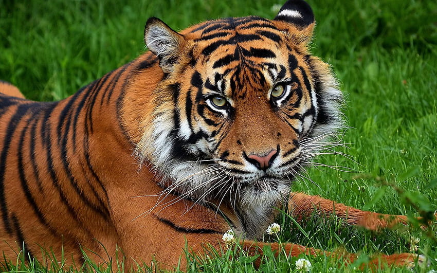 Zwierzęta, kwiaty, trawa, drapieżnik, duży kot, tygrys Tapeta HD