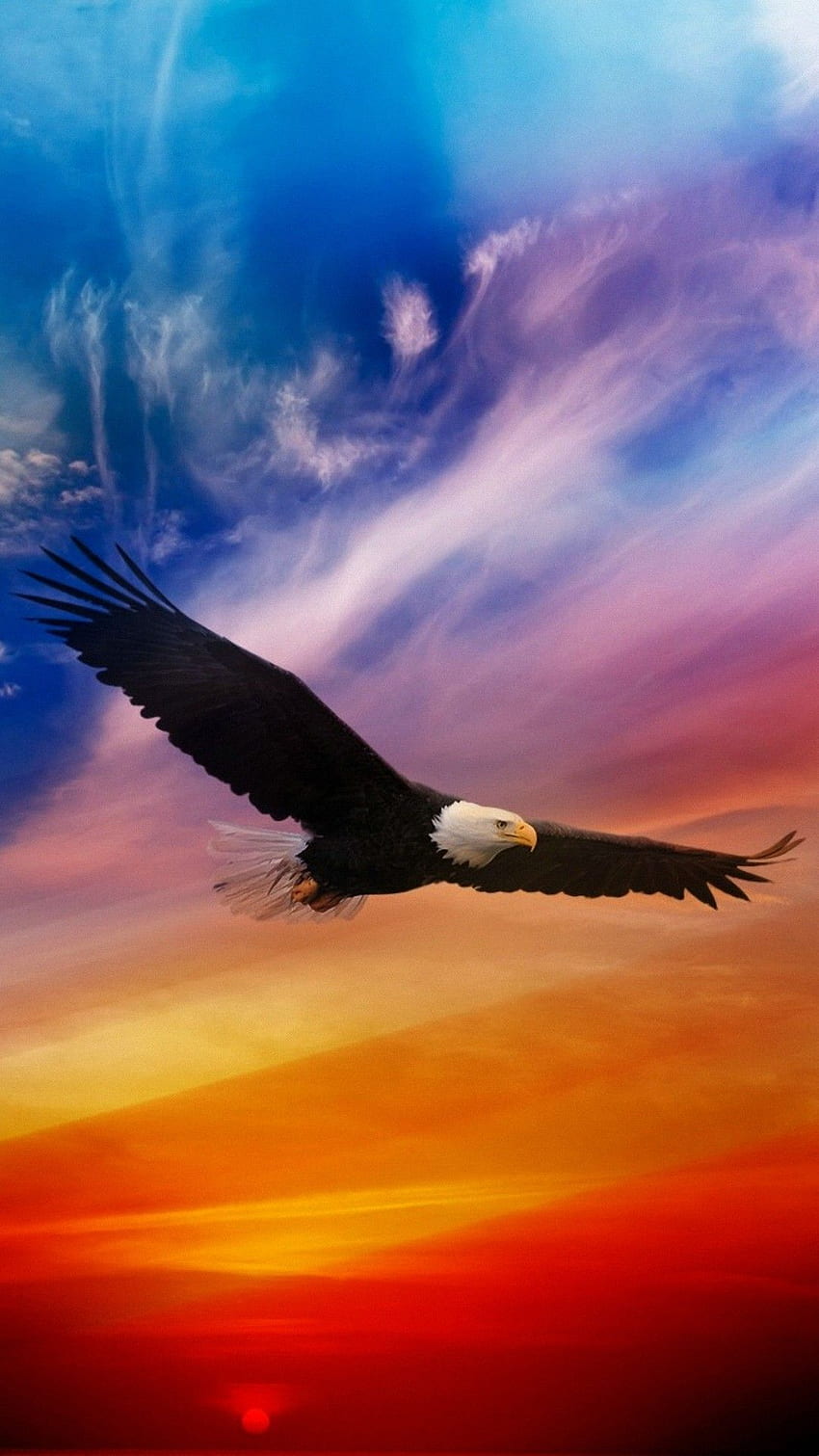 Eagle Android - 2021 Android, Cute Eagle HD phone wallpaper