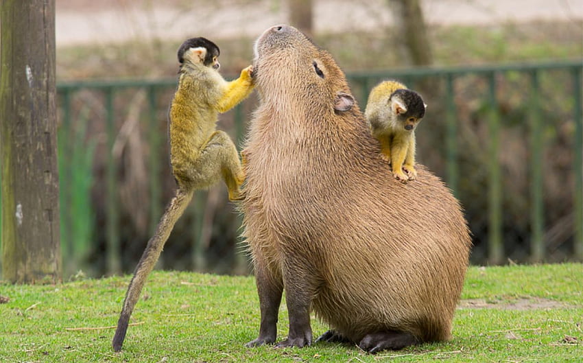 Se lier d'amitié avec un Capybara - The Great Beyond, Cute Capybara Fond d'écran HD