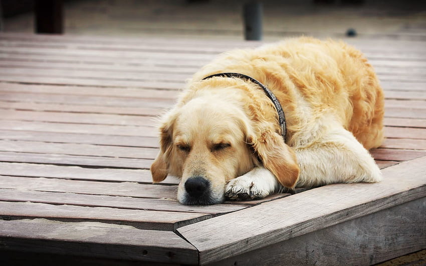 Animals, Dog, Relaxation, Rest, Sleep, Dream, Wooden Floor HD wallpaper