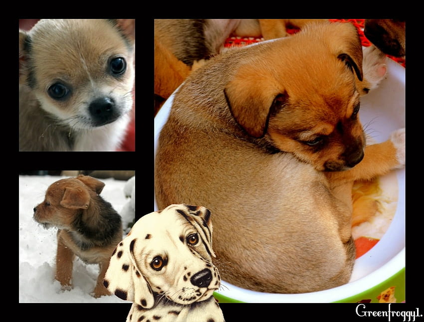 귀여운 강아지, COLAGE, 작은, 귀여운, 강아지 HD 월페이퍼
