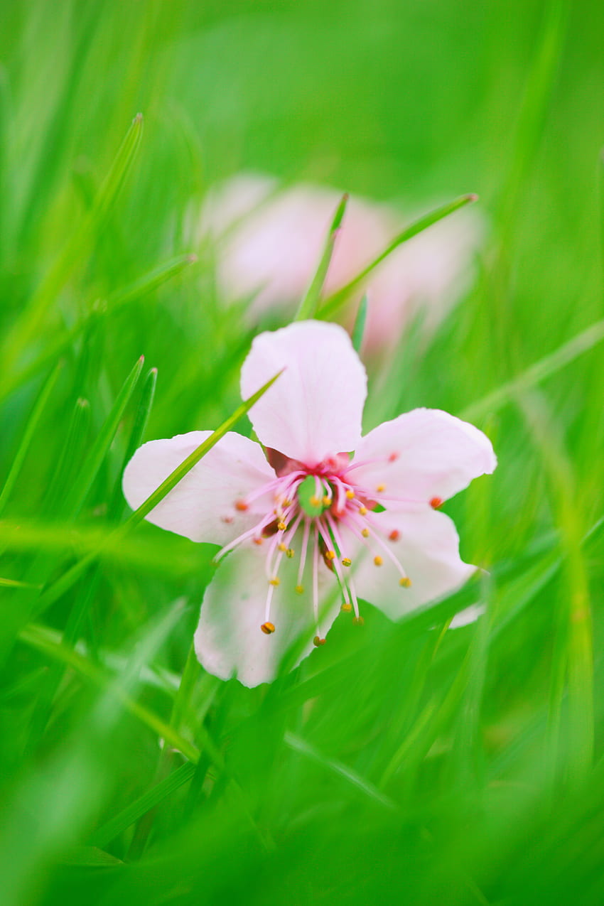 Gras, Blume, Makro, Unschärfe, glatt, Blüte, Blüte HD-Handy-Hintergrundbild