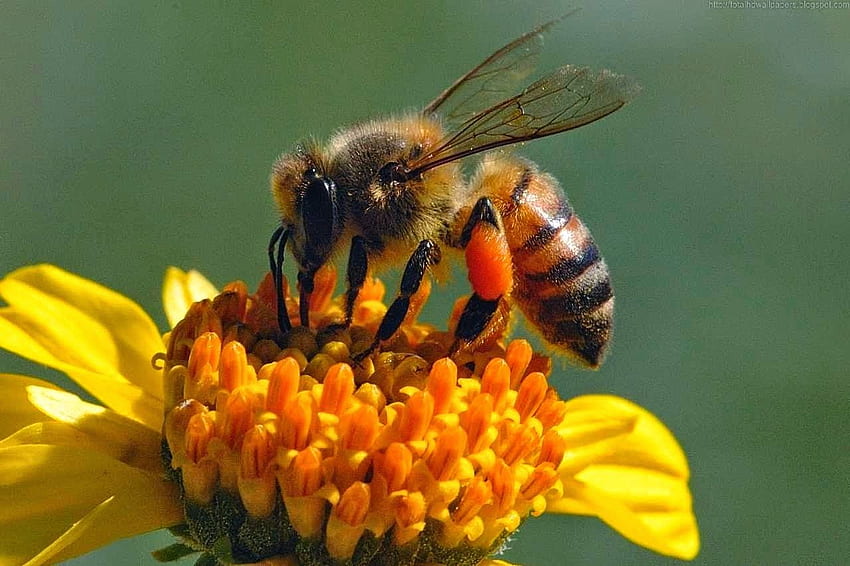 ミツバチ 。 ミツバチ、かわいい蜂 高画質の壁紙