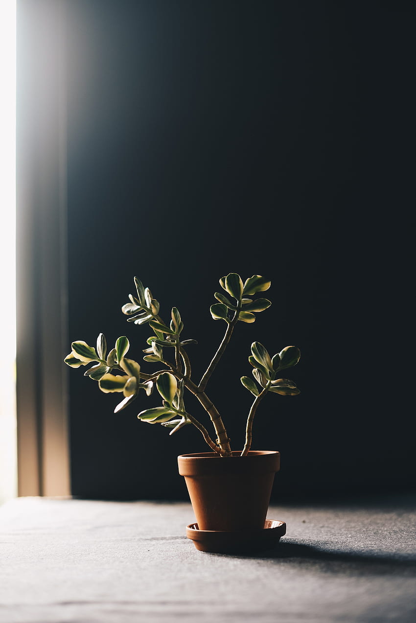 / plant windowlight potted plant and house plant, Potted Plants HD phone wallpaper