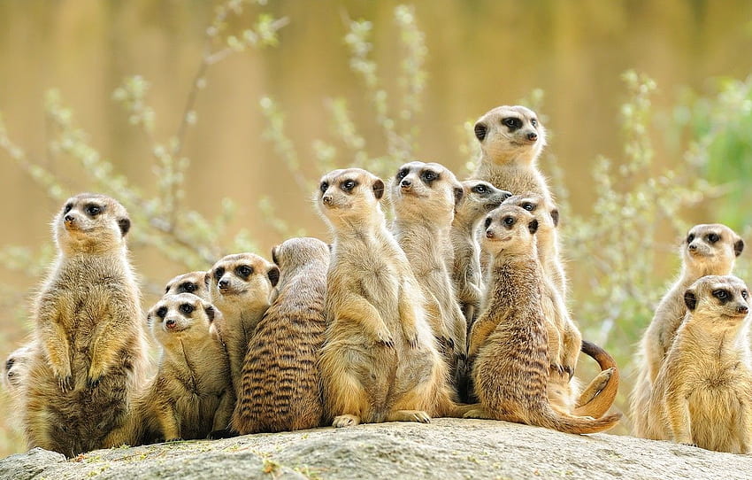 meerkat, guarda, molto, stare in piedi, gruppo, animali, compagnia Sfondo HD