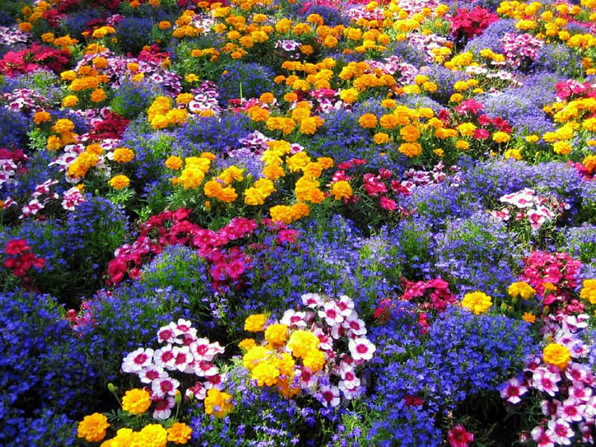 Bunter Garten, Garten, leuchtende Blumen HD-Hintergrundbild