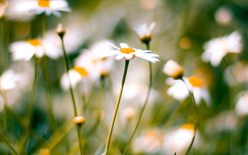Camomile, Flower, Plant, Macro, Blur, Smooth, Field HD wallpaper