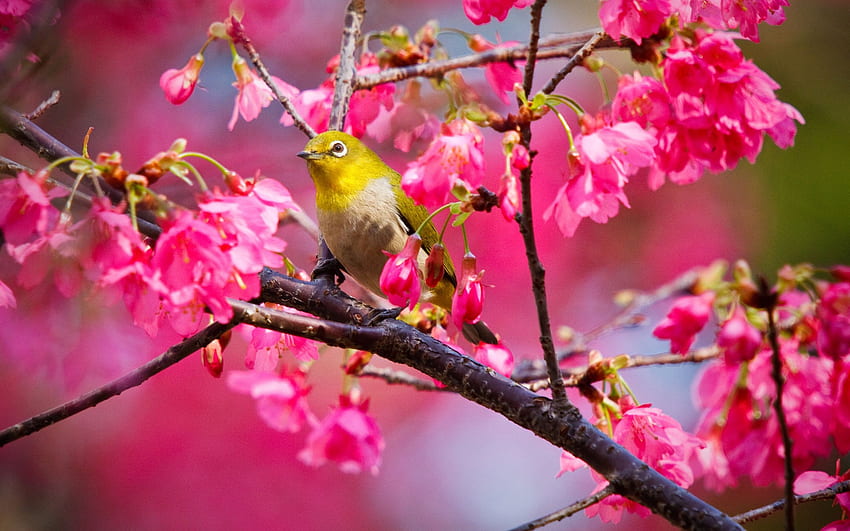 Mountain Cherry Bird in jpg format for, Pink Love Birds HD wallpaper
