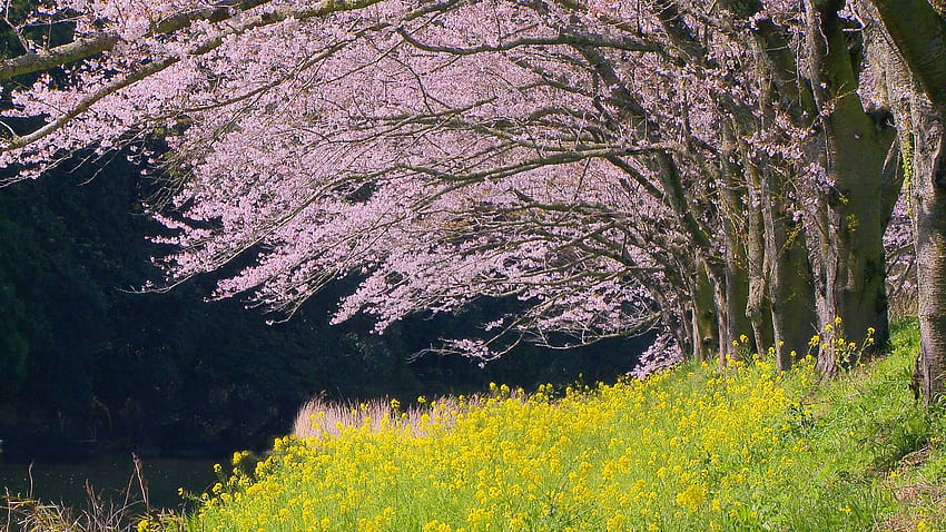Sakura Japan〜Kirschblüten〜桜, 美しい桜の動画, japanische Zen-Kirschblüte HD-Hintergrundbild
