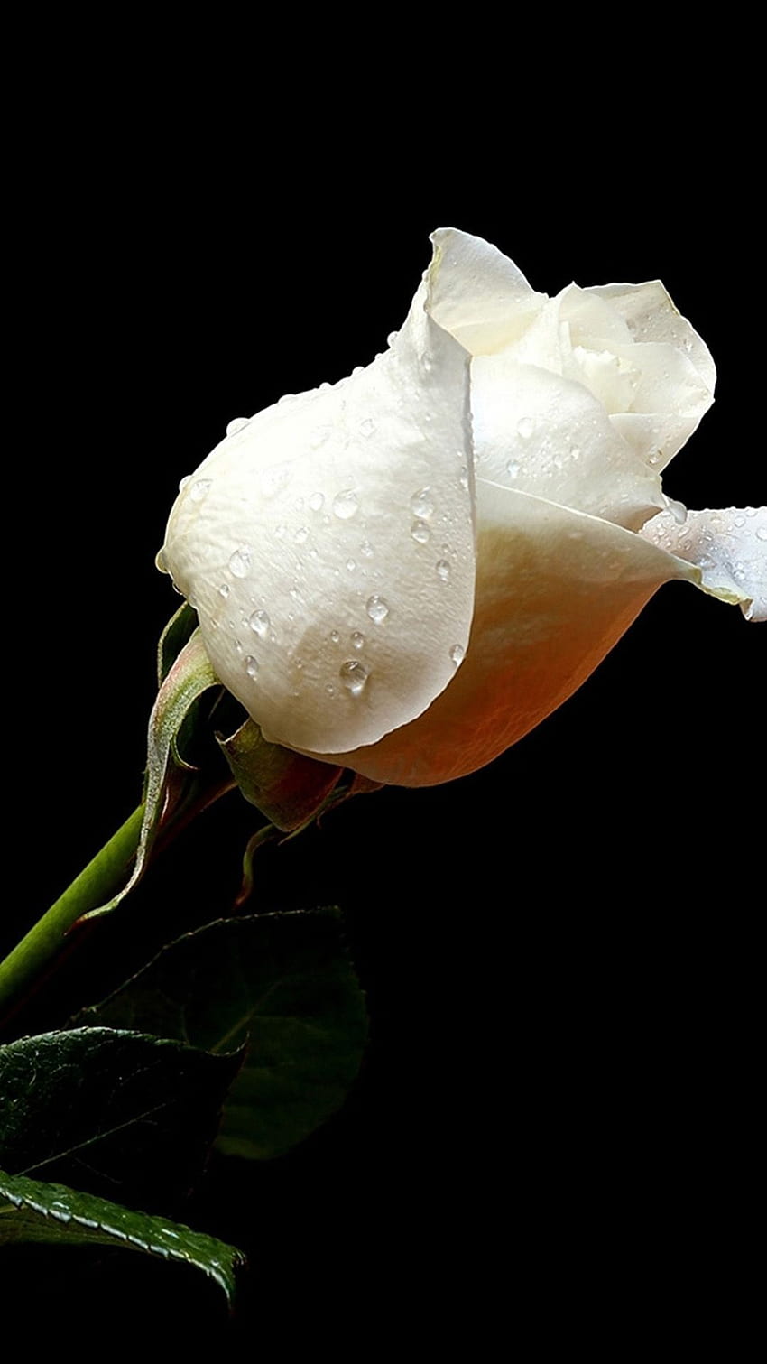 Pure White Rose In Dark IPhone 6 . IPhone , IPad One Stop . White Roses , White Roses, White Rose Tattoos HD phone wallpaper