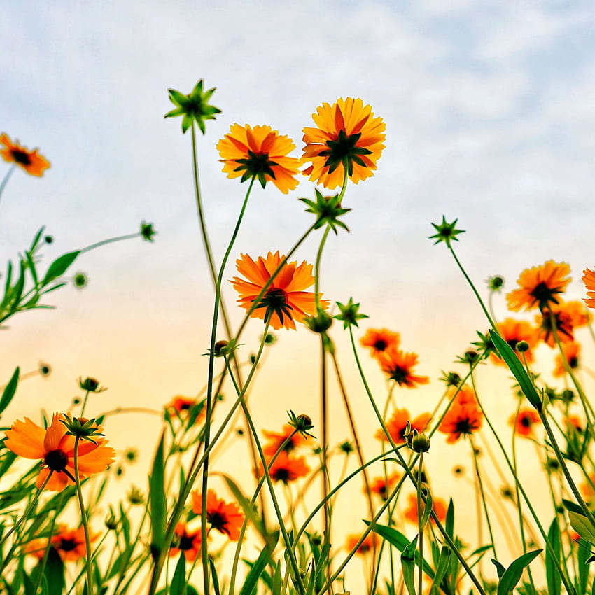 Cosmos Field, Flowers, Summer, - iPad Mini, Yellow Summer HD phone wallpaper