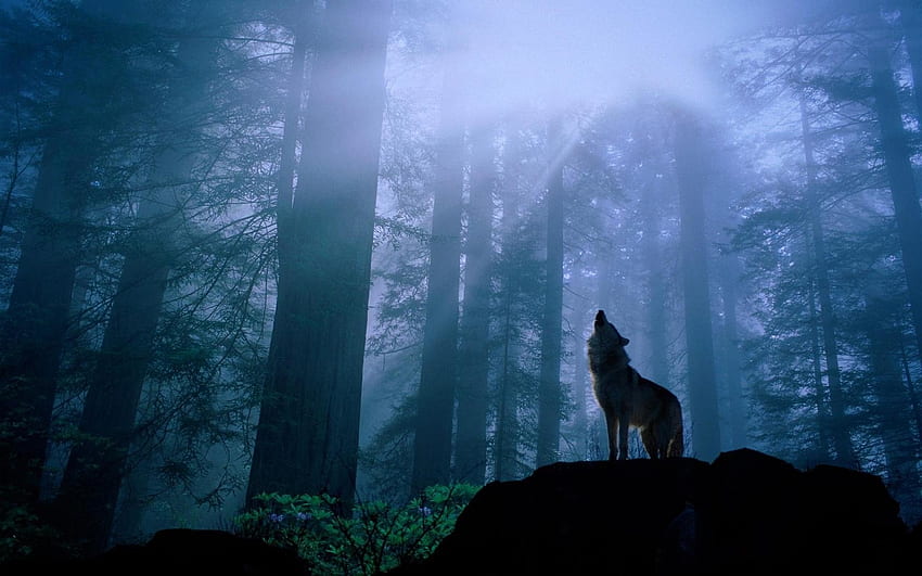 Panoramiczny Wilk - Wilk wyjący w lesie - - teahub.io, Wycie wilków Tapeta HD