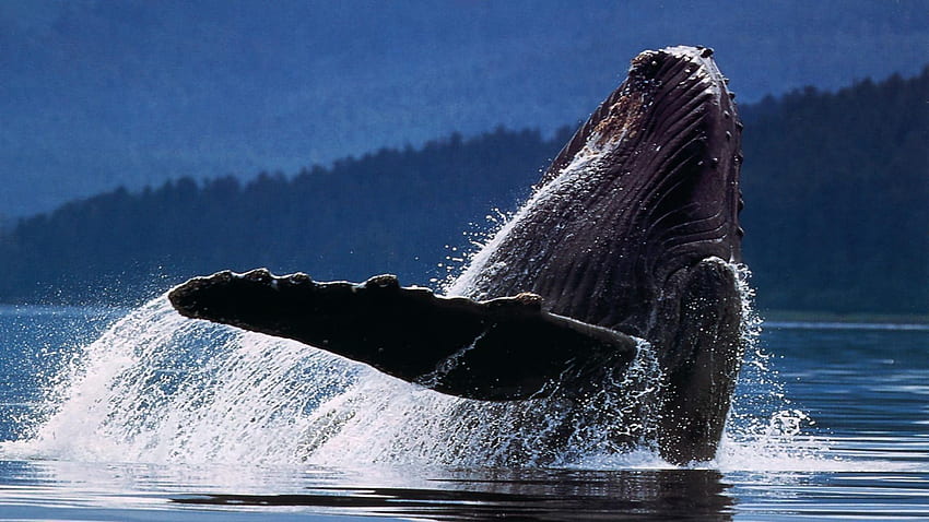 Baleia jubarte, baleia legal papel de parede HD