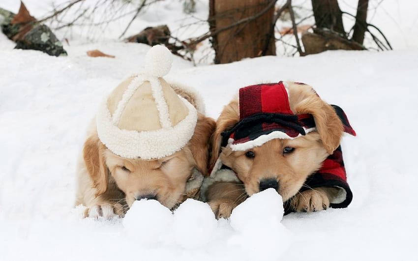 Gotowy?, pies, zima, zwierzę, biały, czarny, craciun, uroczy, szczeniak, śnieg, boże narodzenie, czerwony, zabawny, kapelusz Tapeta HD