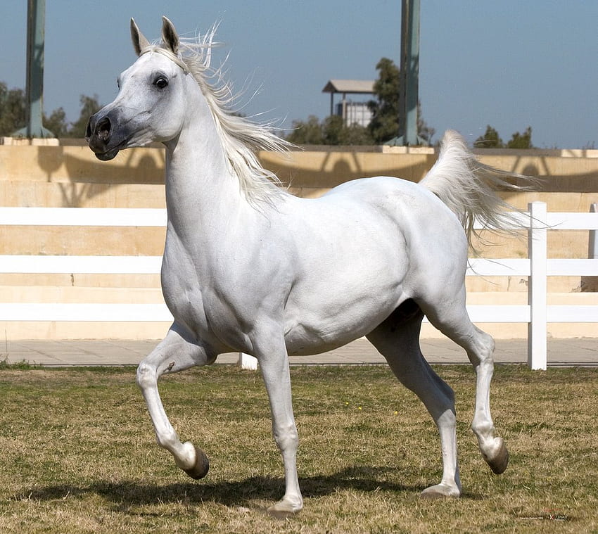 ม้าขาวแสนสวย ม้าอาหรับ ม้าขาว สัตว์ ฟาร์ม ธรรมชาติ วอลล์เปเปอร์ HD