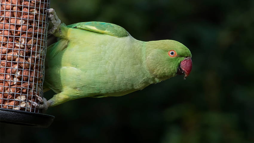 Exotic Birds at Your Feeder: What to Feed These Unusual Visitors, Indian Parrot HD wallpaper