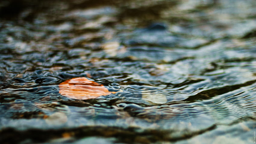 Nature, Water, Ripples, Ripple, Sheet, Leaf, Excitement HD wallpaper