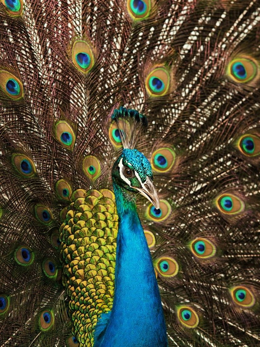 Peafowl , Peacock, Indian, Peacock train, , Animals HD phone wallpaper