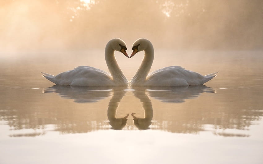Animals, Birds, Water, Hearts, Swans, Love, Valentine's Day HD wallpaper