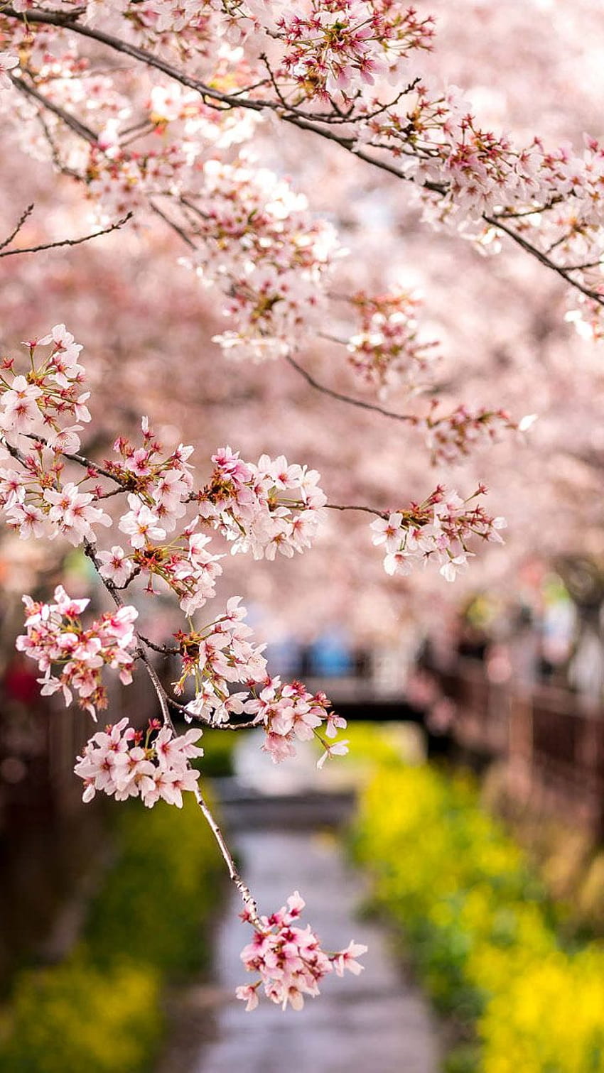 de teléfono completo de naturaleza de primavera para iPhone y de bloqueo de Android. Naturaleza de primavera, de flor de cerezo, naturaleza, linda naturaleza de primavera fondo de pantalla del teléfono
