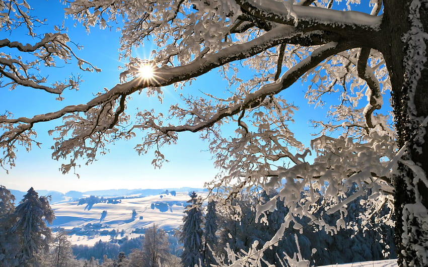 Winter's Beauty, winter, blue, white, snow, cold, trees HD wallpaper