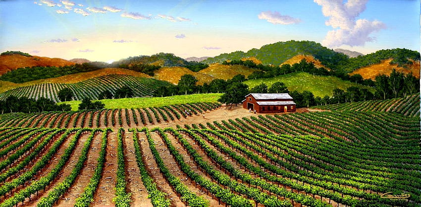 Von Napa Valley Vineyards, Kalifornien Weinberg HD-Hintergrundbild