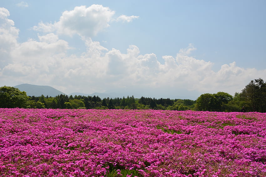 Nature, Flowers, Pink, Summer, Field HD wallpaper