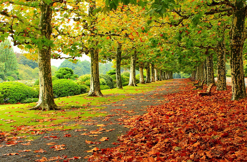 Jesień, liście, jesienny splendor, upadek, ławki, aleja, przyroda Tapeta HD