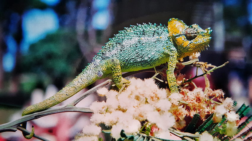 Animals, Reptile, Chameleon, Colorful, Colourful HD wallpaper
