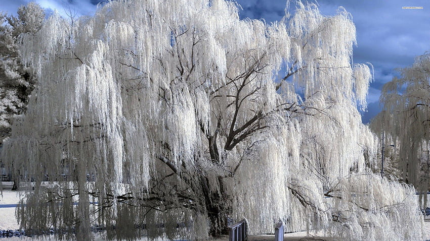 Willow . Willow , Willow Smith and Willow Tree, Weeping Willow HD wallpaper