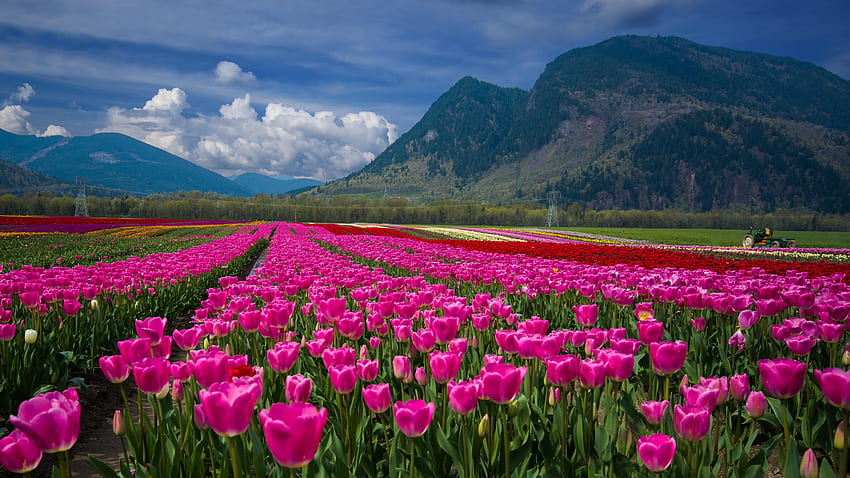 Tulip Bulb Farm, Tulip Field HD wallpaper