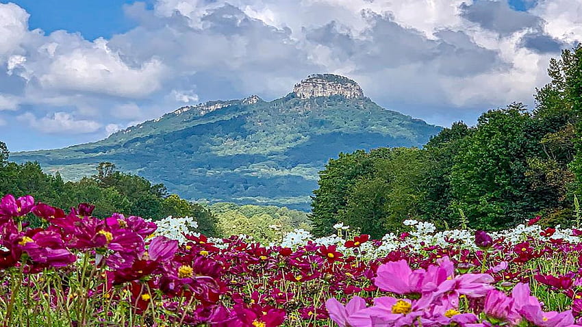 Пилот планина през лятото, Северна Каролина, диви цветя, цветове, облаци, пейзаж, дървета, небе, САЩ HD тапет