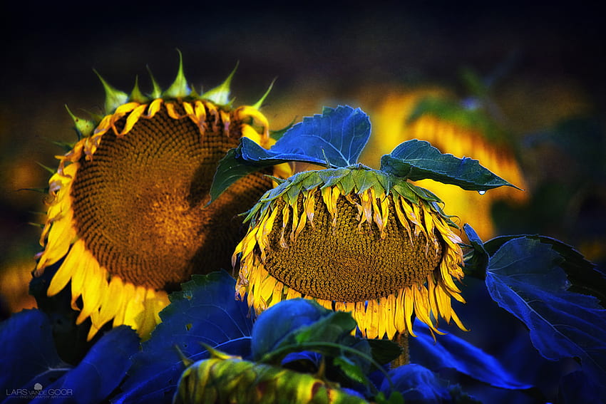 All-Hail-to-the-King-and-Queen, wet, 3d, colors, sun flowers, flowers HD wallpaper
