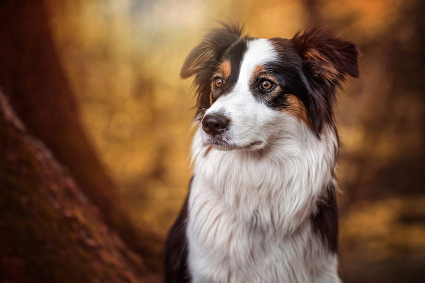 Border Collie, animal, dog, bonnie, white, autumn, cute, orange HD wallpaper