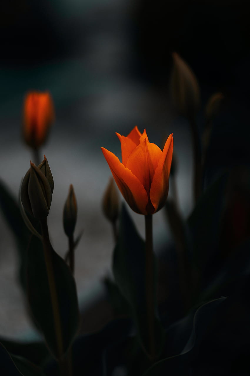 Tulip, orange flower, portrait HD phone wallpaper
