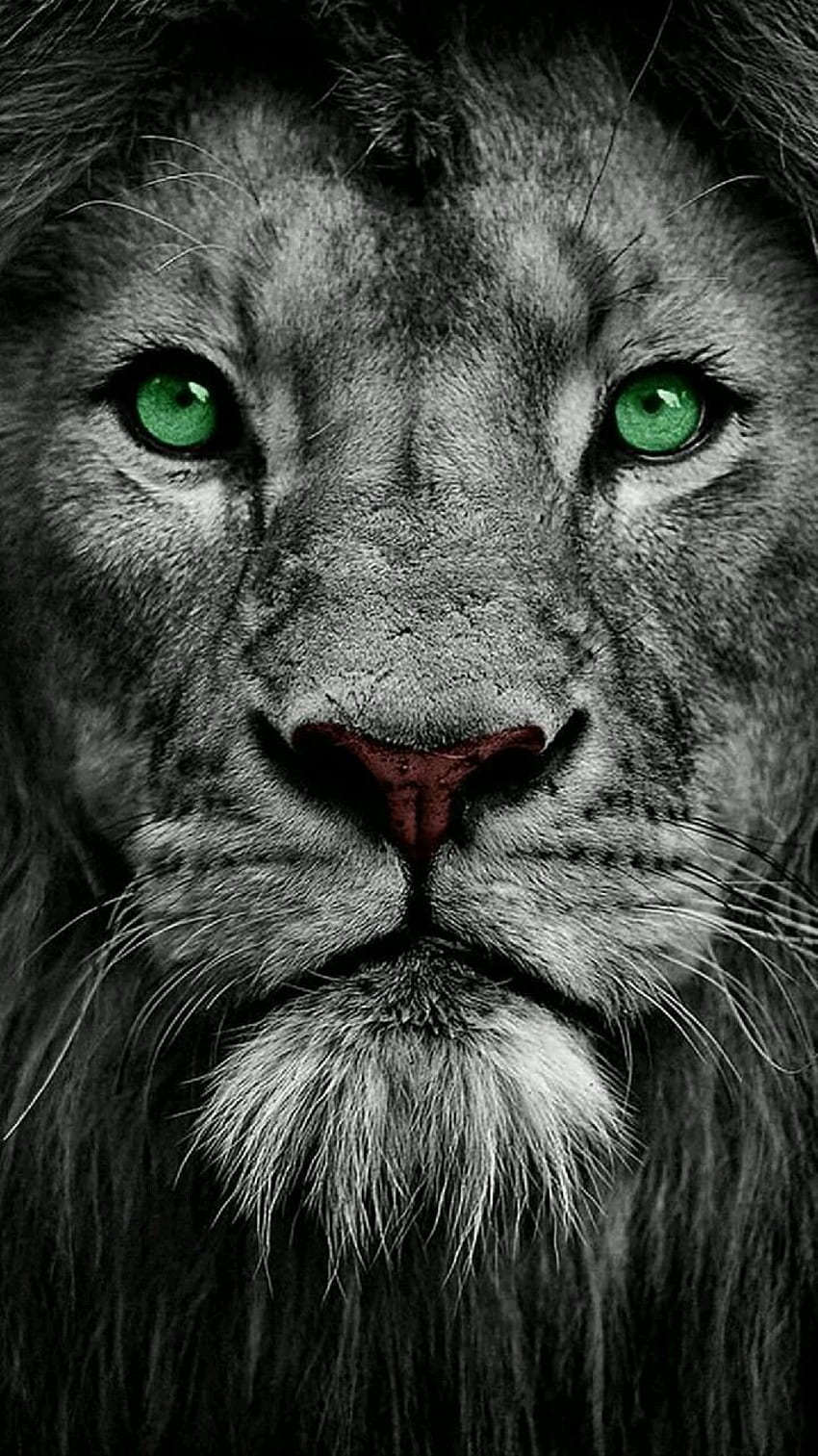 . Lion eyes, Eyes , Lion iphone HD phone wallpaper